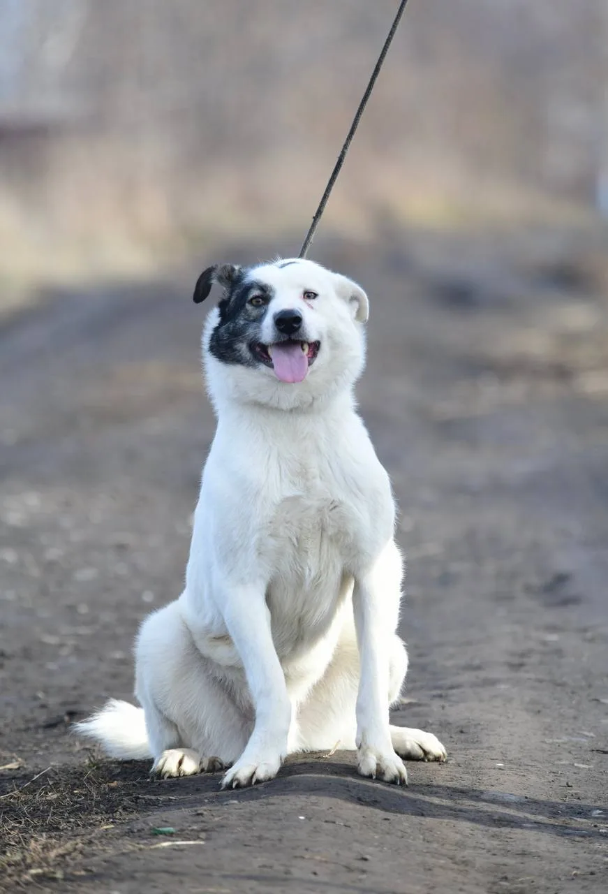 Бим