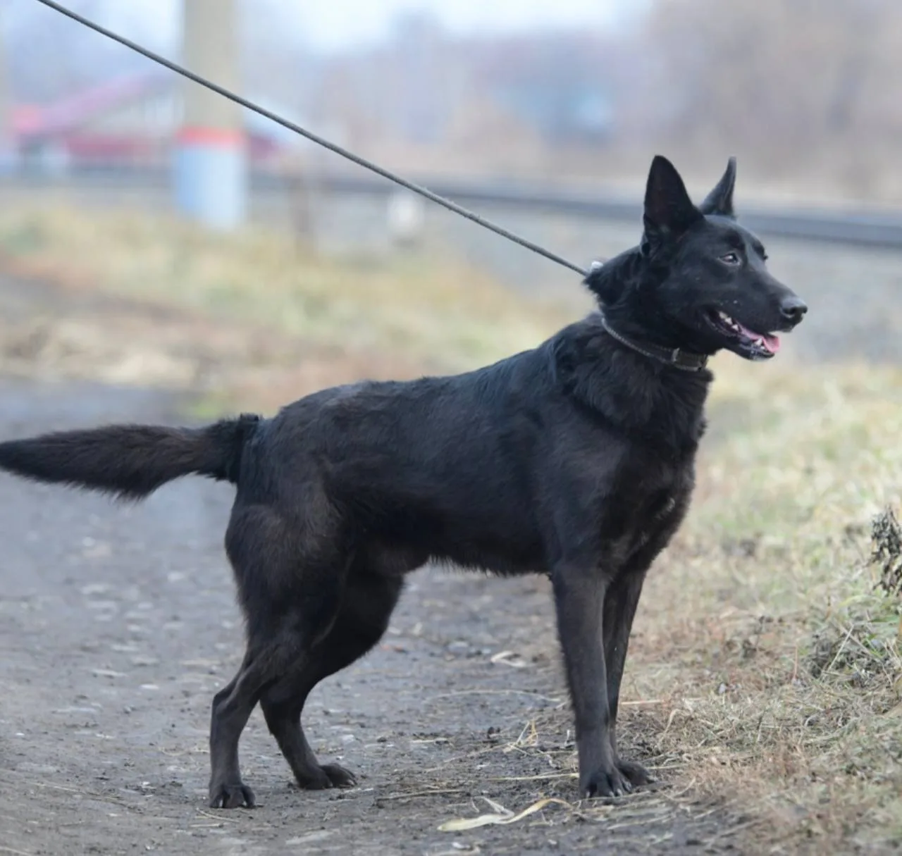 Бублик