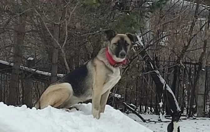 Герда