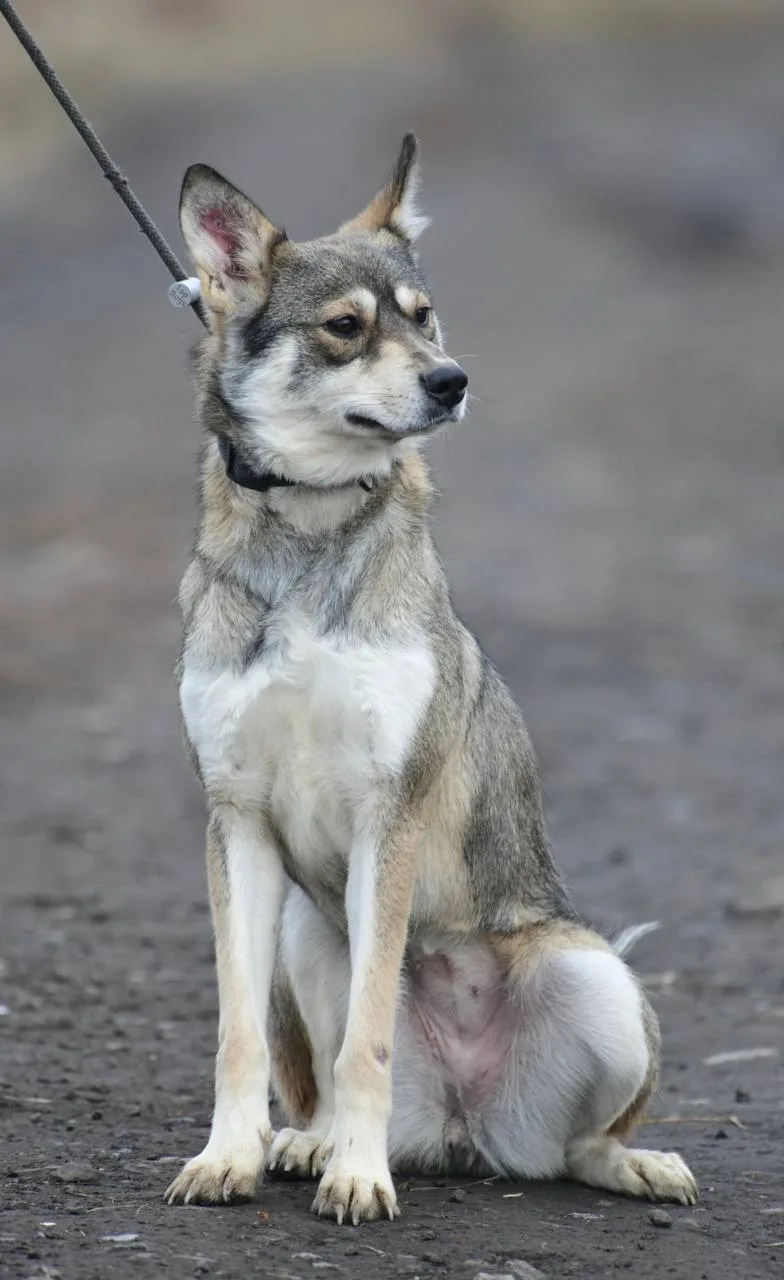 Лима