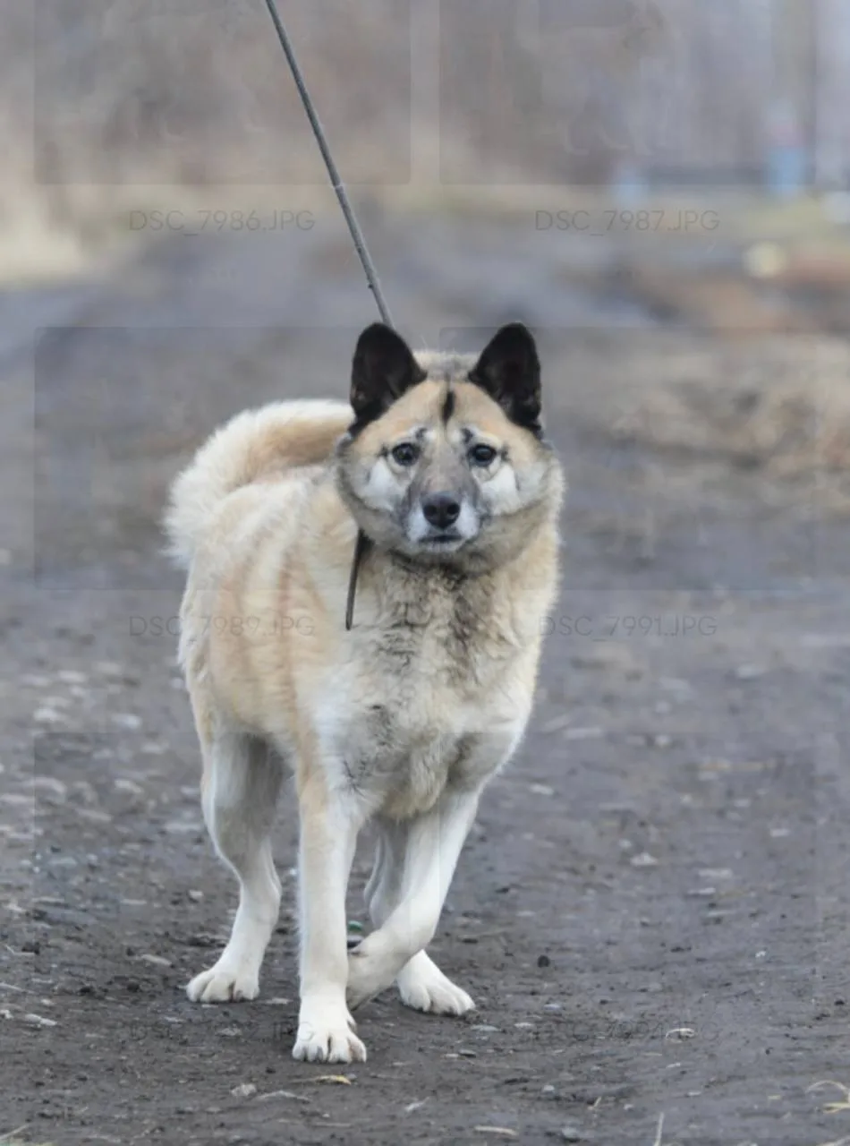 Собака