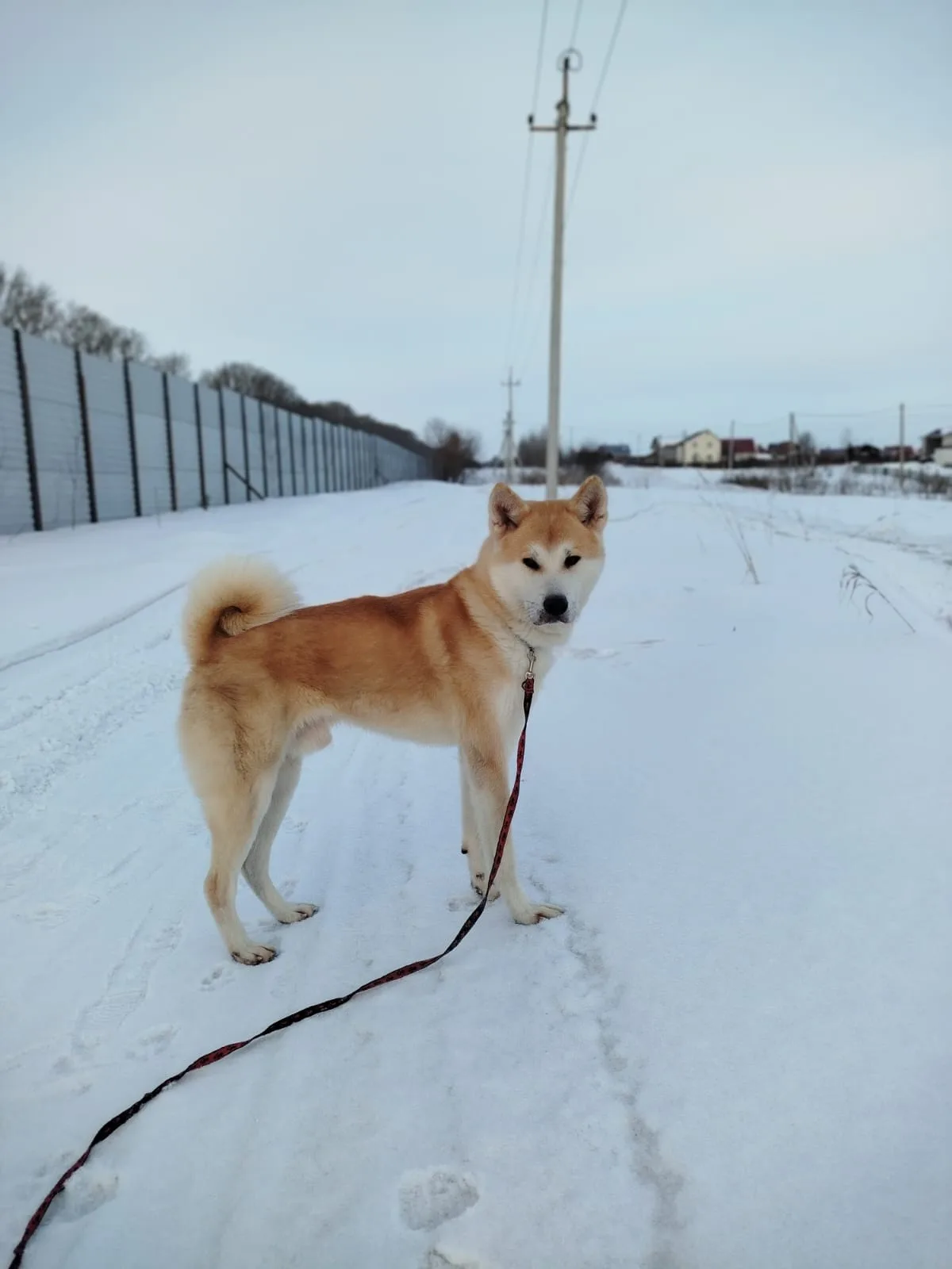 Тоша