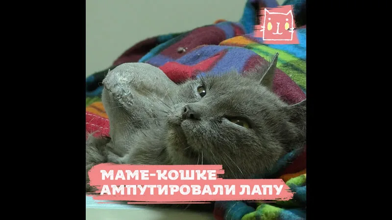 Спасение мамы-кошки