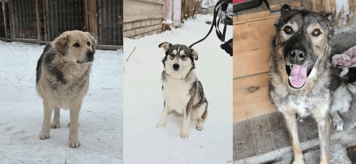 Коллеги из Красноярска бьют тревогу: 800 собак могут усыпить уже 1 марта