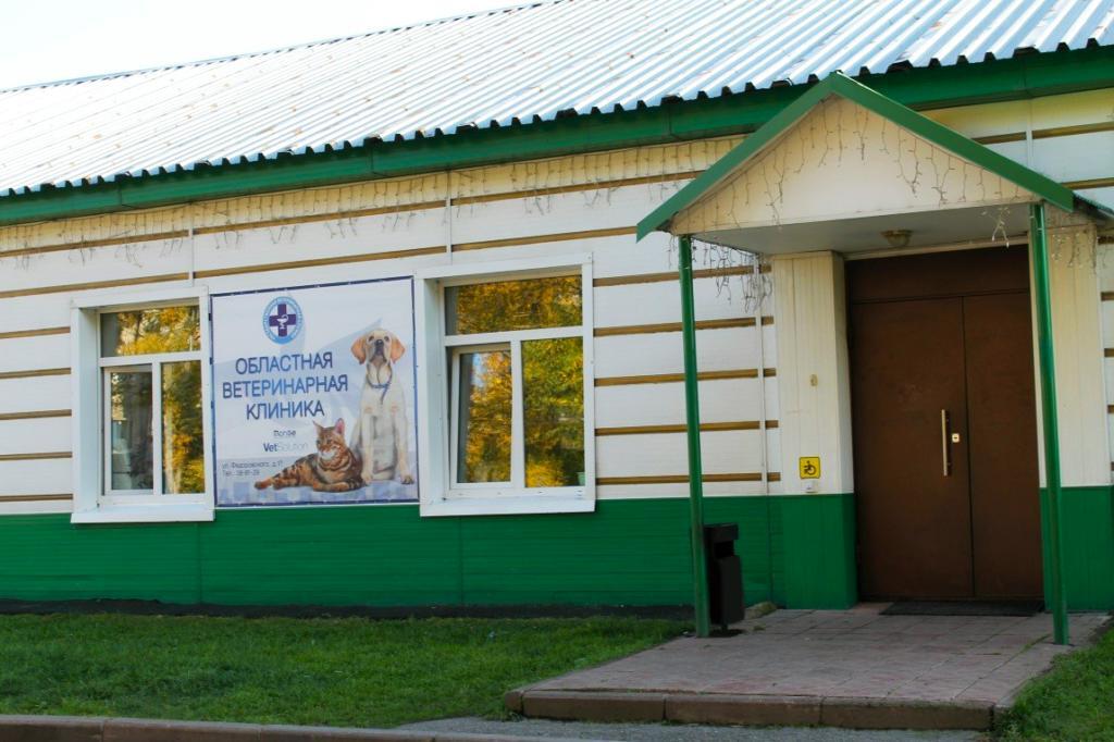 Обязательная регистрация домашних питомцев : в каких регионах уже ввели и как это поможет бездомным животным