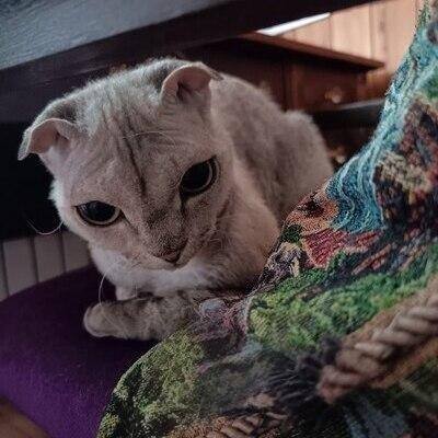 Почему важно забирать животных именно с приютов?
