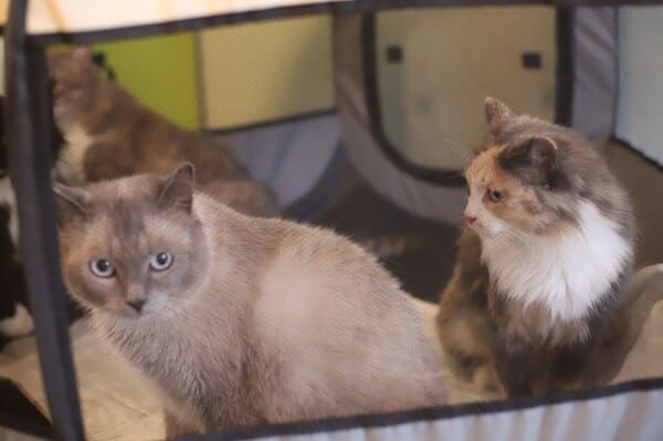 Выставка «Коты-философы» в Кемерово 1